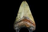 Fossil Megalodon Tooth - North Carolina #166983-2